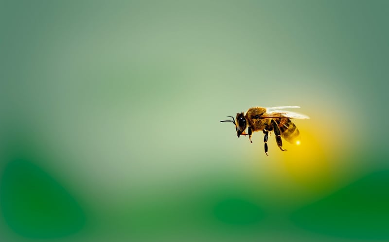 Bee-Friendly Plants