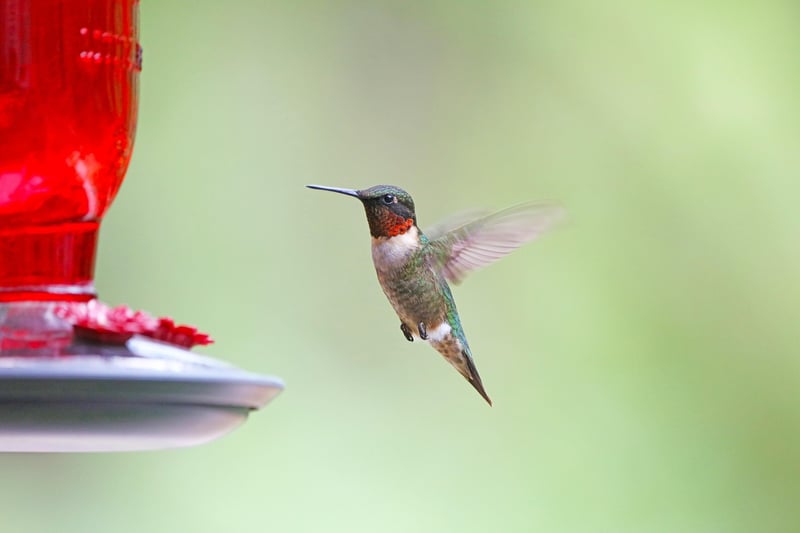 Hummingbird Favorites