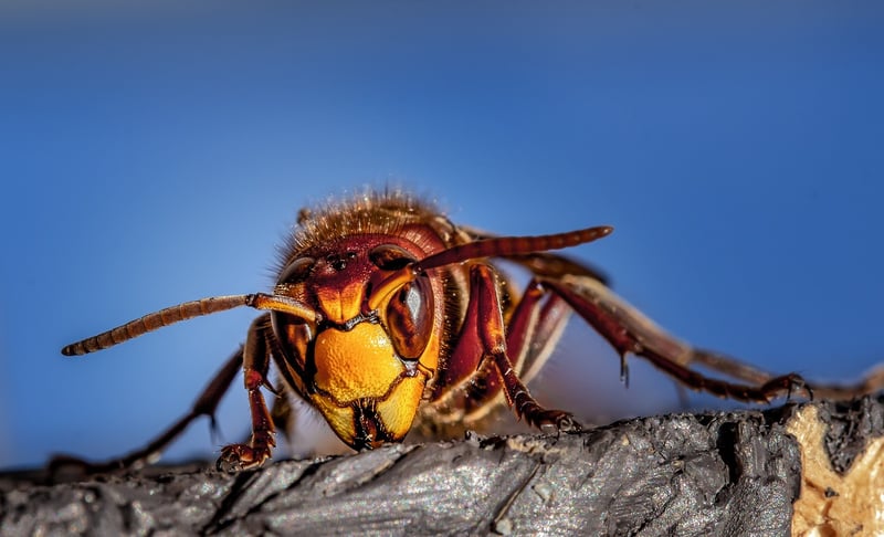 Organic Pest Control