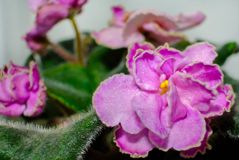 African Violet