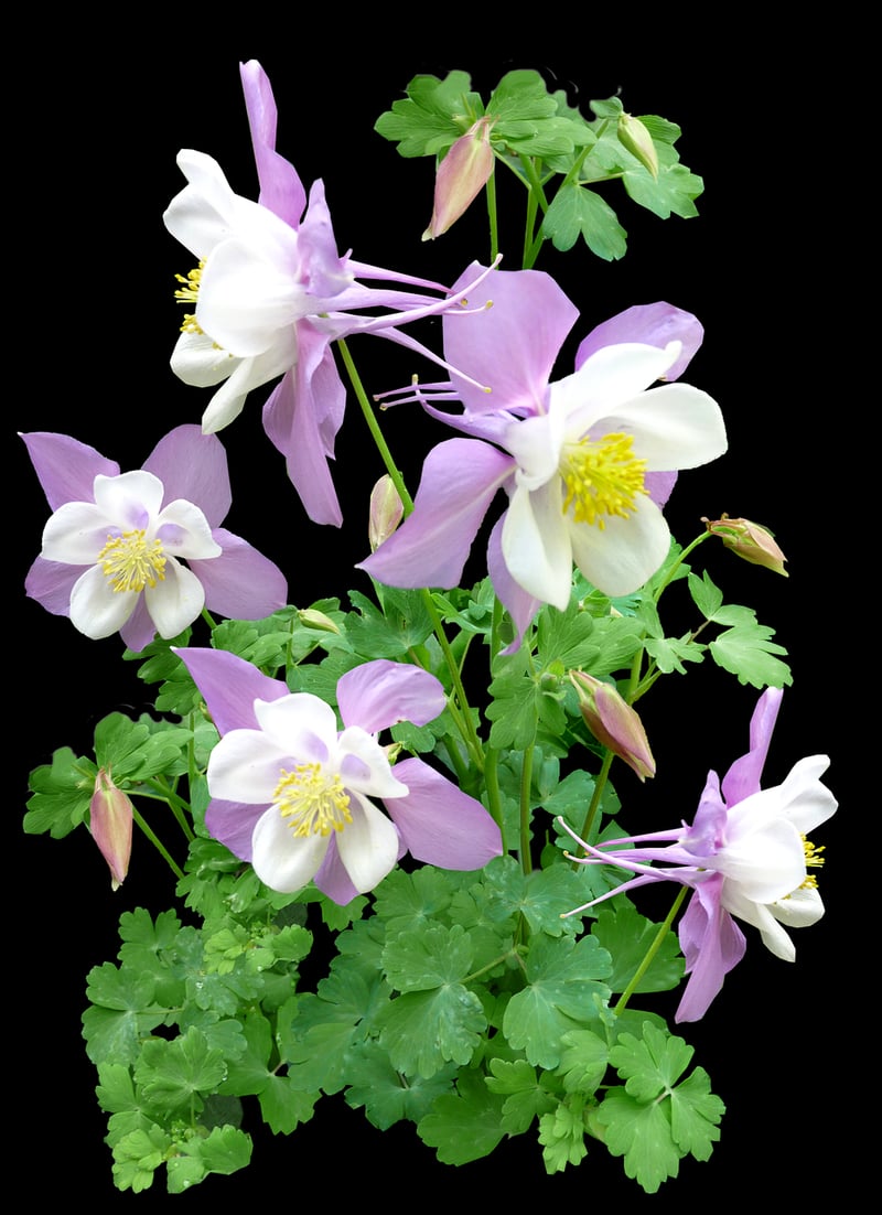 Columbine