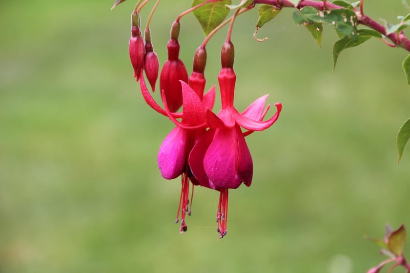 Fuchsia