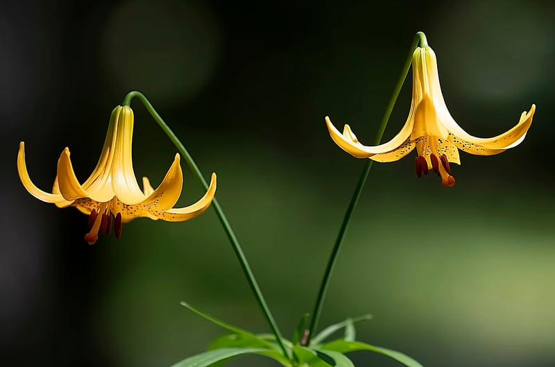 Native Wildflowers