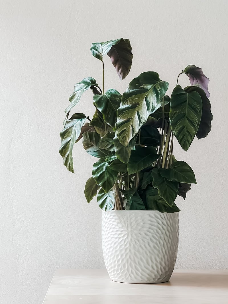 Tiered Plant Stands