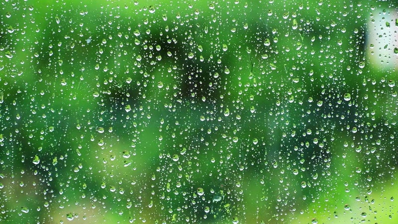 Rainwater Barrel