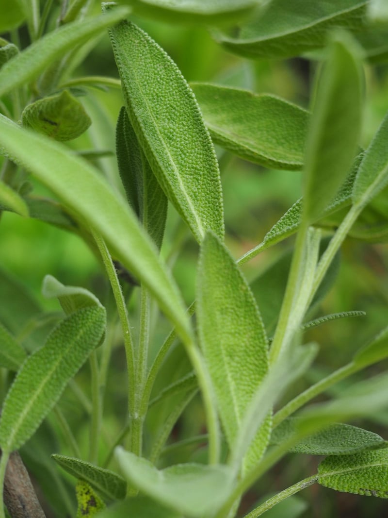 Salvia (Scarlet Sage)