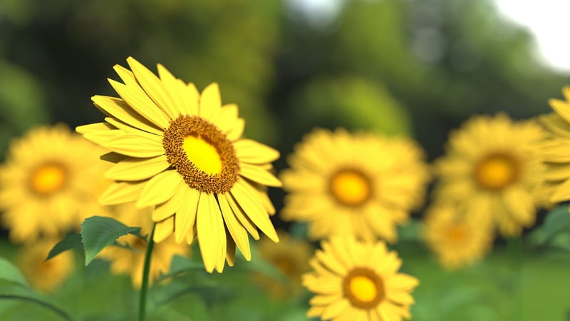 Sunflower